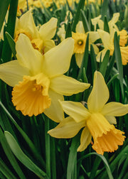 Taylors Bulbs Narcissus February Gold Bulbs