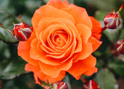 Wharton's Roses Rosa For You With Love