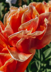 Taylors Bulbs Tulipa Foxy Foxtrot Bulbs