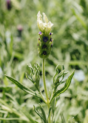 Lavender Lavandula stoechas Tiara