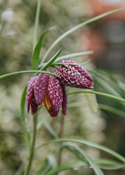 Fritillaria meleagris Bulbs