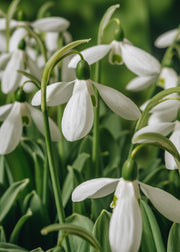 Galanthus Mount Everest Bulbs