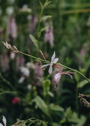 Gaura Gaura lindheimeri Freefolk Rosy