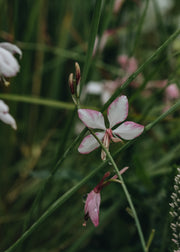 Gaura Gaura lindheimeri Freefolk Rosy