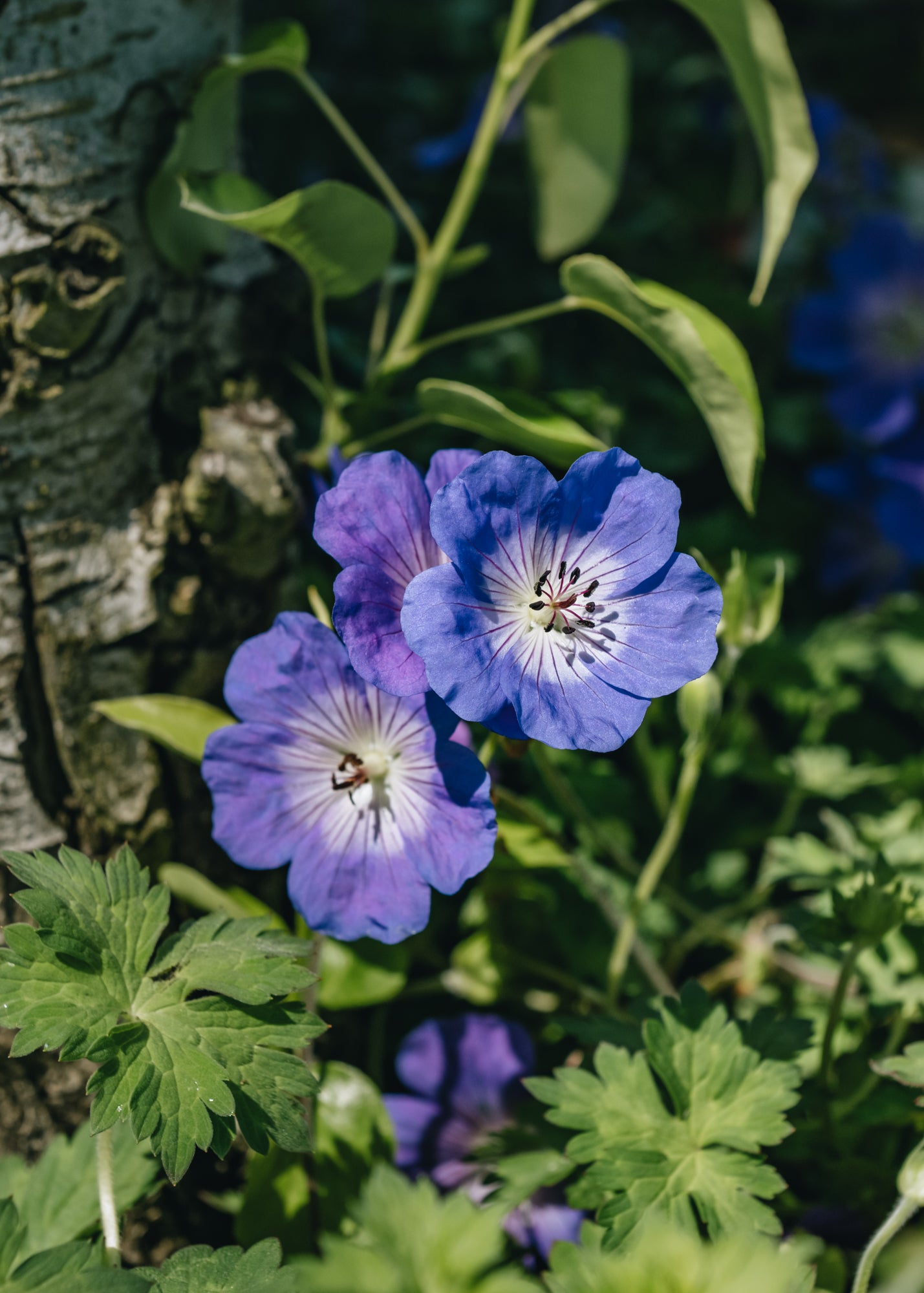 Geranium Azure Rush, 2/3L Burford Garden Co.