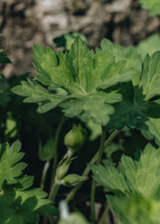 Geranium Geranium Azure Rush