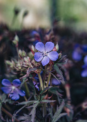Geranium Geranium Black Beauty, 2/3L