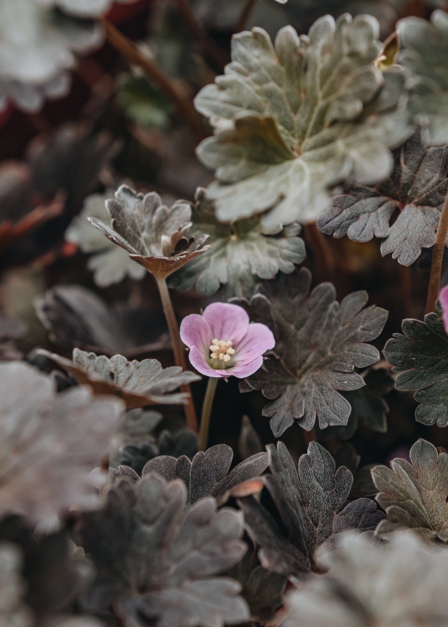 Geranium Chocolate Candy Burford Garden Co.