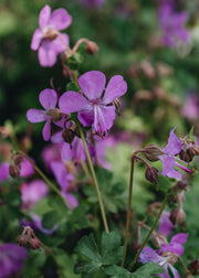 Geranium Geranium x cantabrigiense intense, 2/3L
