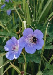 Geranium Geranium Rozanne, 2/3L