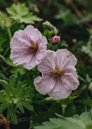Geranium Geranium sanguineum var. Striatum, 2/3L