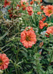 Geum Geum Coral Tempest, 2/3L