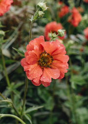 Geum Geum Coral Tempest, 2/3L