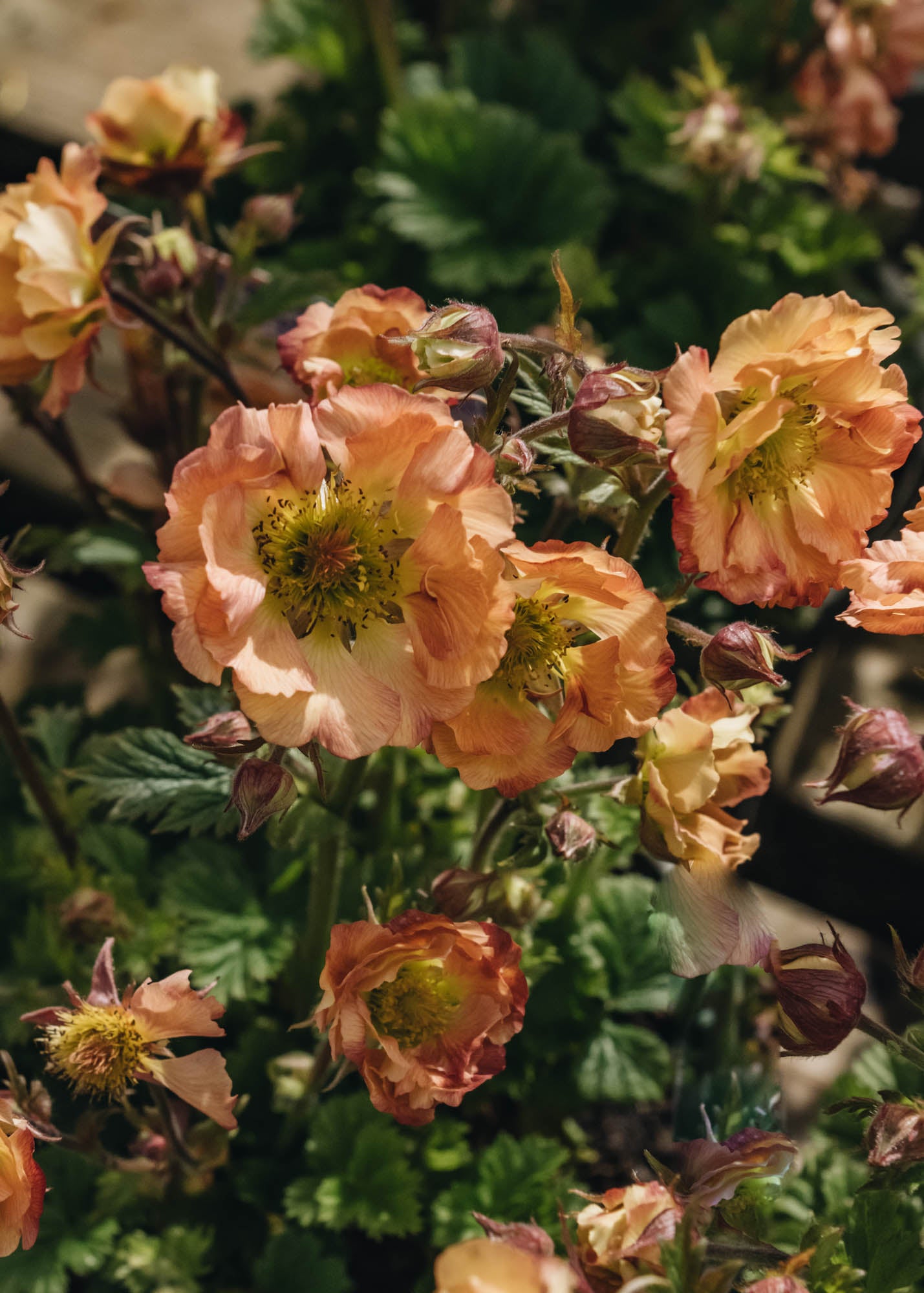 Geum Mai Tai Burford Garden Co geum-mai-tai-burford-garden-co