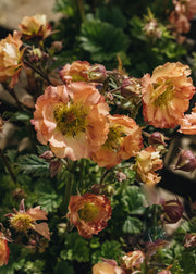 Geum Geum Mai Tai