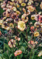 Geum Geum Nonna