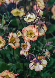 Geum Geum Nonna
