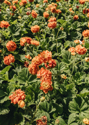 Geum Geum Orange Pumpkin, 2/3L