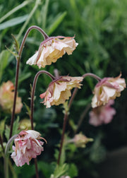 Geum Geum Petticoats Peach