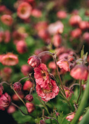 Geum Geum Pink Petticoats, 2/3L