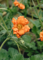 Geum Geum Princess Juliana