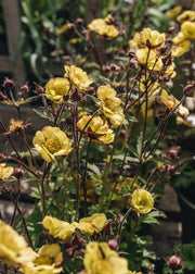 Geum Geum Tequila Sunrise, 2/3L