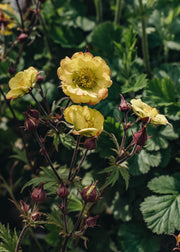 Geum Geum Tequila Sunrise, 2/3L