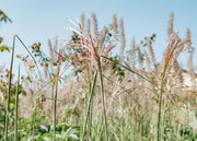 Miscanthus Miscanthus Flamingo AGM