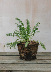 Hairy Pot Hairy Pot Caraway