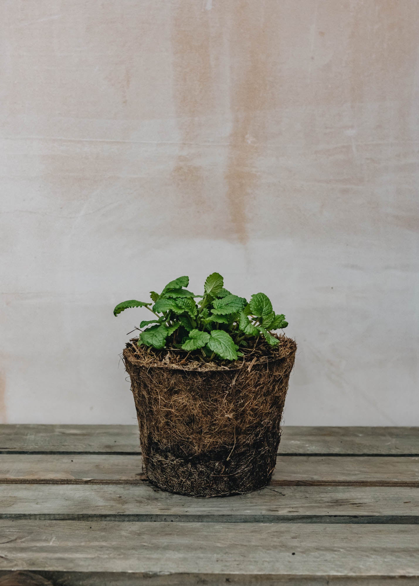 Hairy Pot Lemon Balm