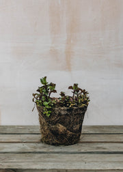 Hairy Pot Hairy Pot Mint Basil