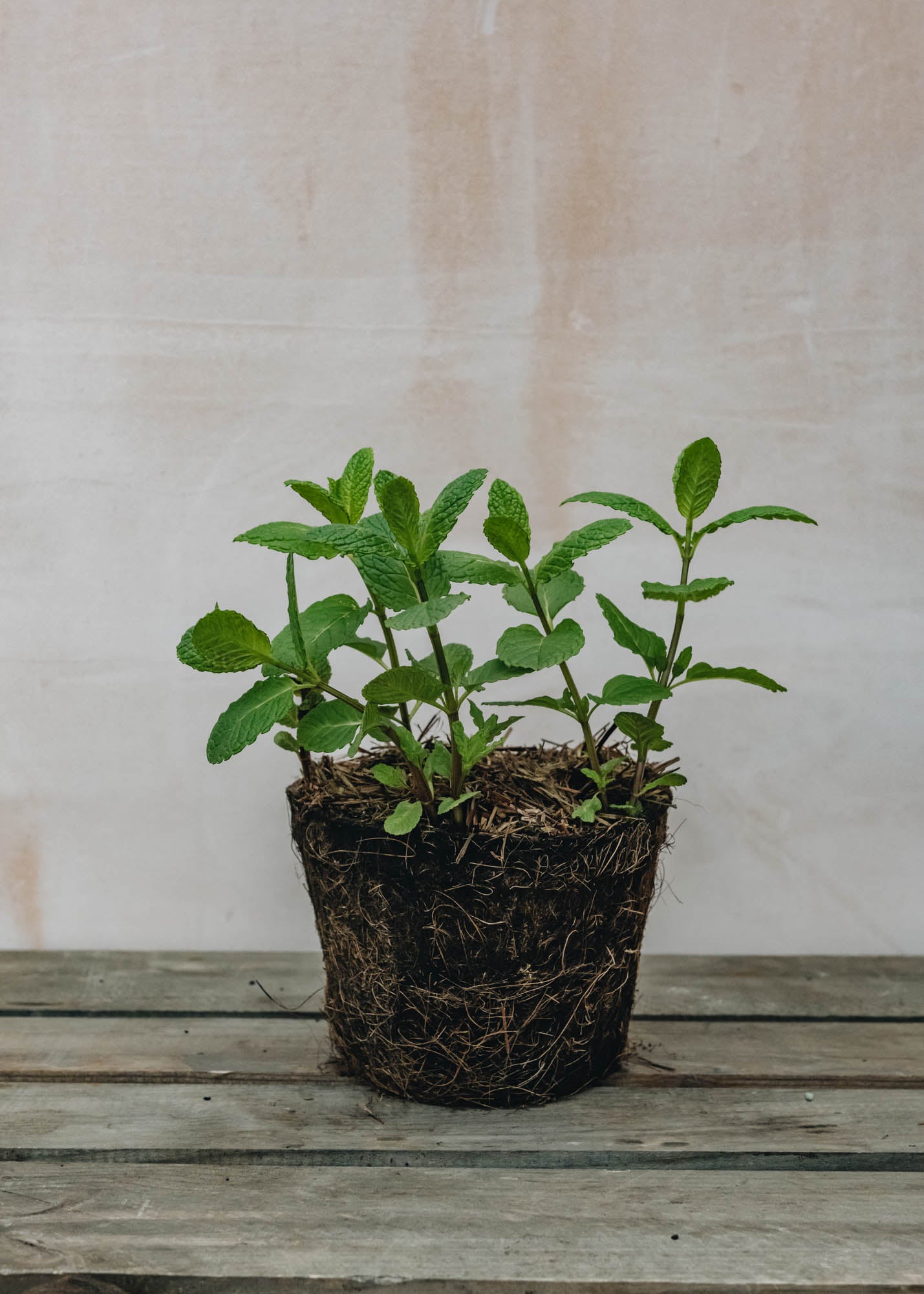BUSH DE BRUNT CHECKMATE L オリーブ Hairy Pot Mint Moroccan | Burford Garden Co.