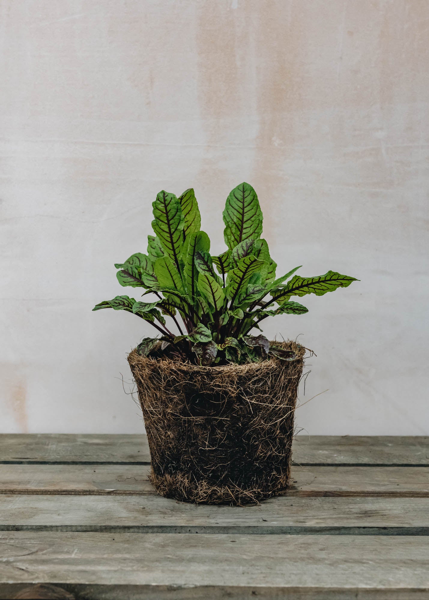 planting sorrel in pots Hairy Pot Sorrel Red Veined