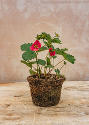 Hairy Pot Strawberry Toscana, 1L