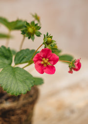 Hairy Pot Strawberry Toscana, 1L