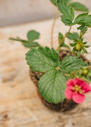 Hairy Pot Strawberry Toscana, 1L