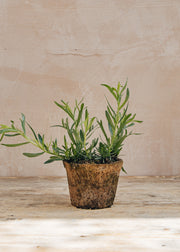 Hairy Pot Tarragon French, 1L