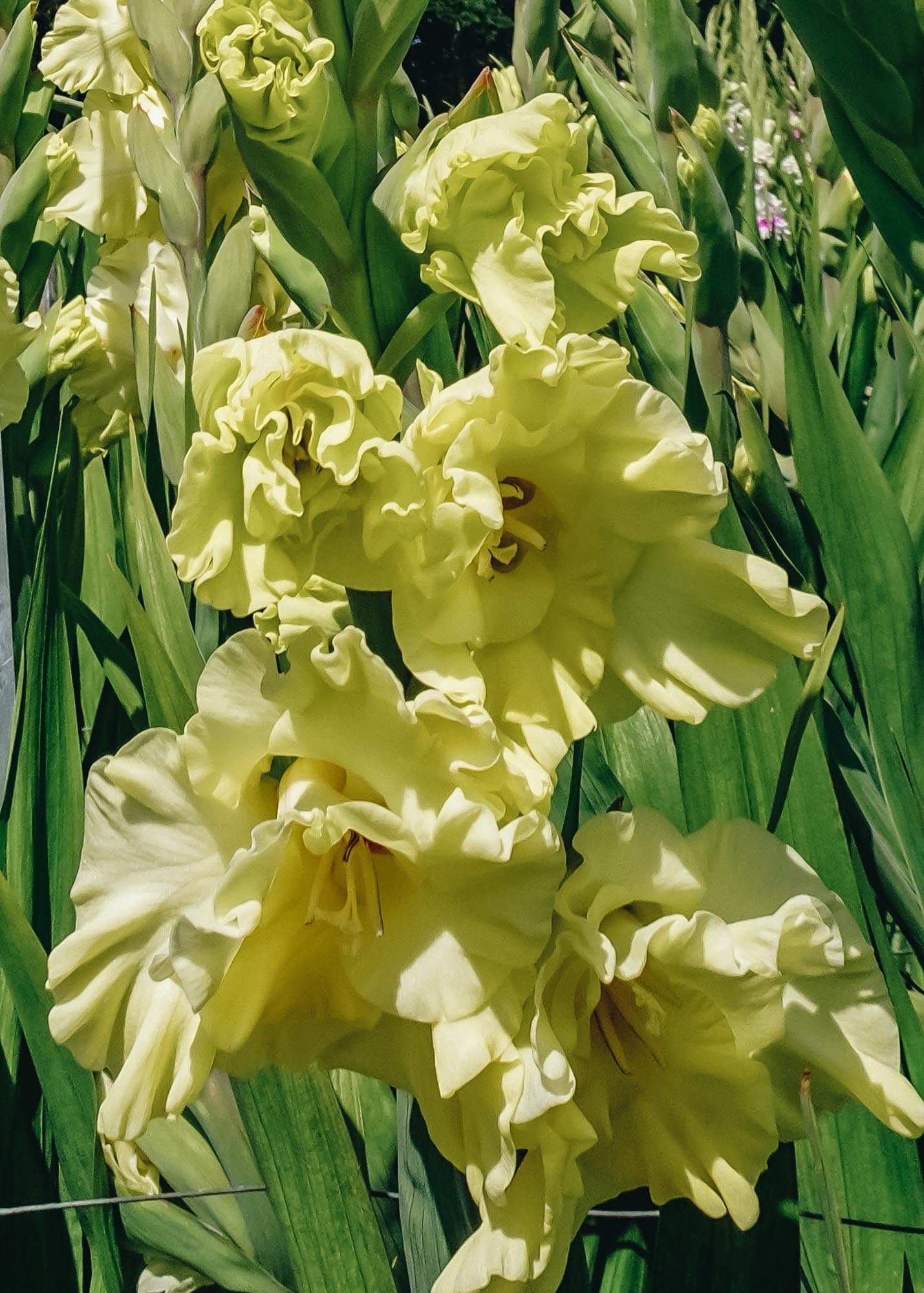 Gladiolus 'Happy Touch', pack of 15 corms
