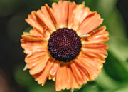 Helenium Helenium Short 'n' Sassy