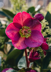 Helleborus Helleborus Frostkiss Vibey Red Velvet, 2/3L