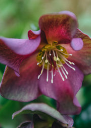 Hellebore Helleborus Ice N Roses Red