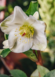 Hellebore Helleborus Ice N Roses White