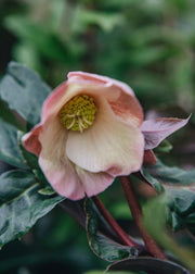 Hellebore Helleborus Maestro, 2L