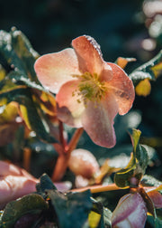 Hellebore Helleborus Maestro, 2L