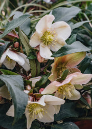 Hellebore Helleborus Malory, 4.5L
