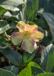 Hellebore Helleborus x ericsmithii Viv Wanda, 4L