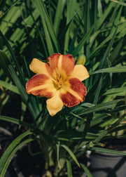 Hemerocallis Hemerocallis Cathy's Sunset, 2/3L