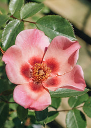 Roses Rosa For Your Eyes Only, 4.5L