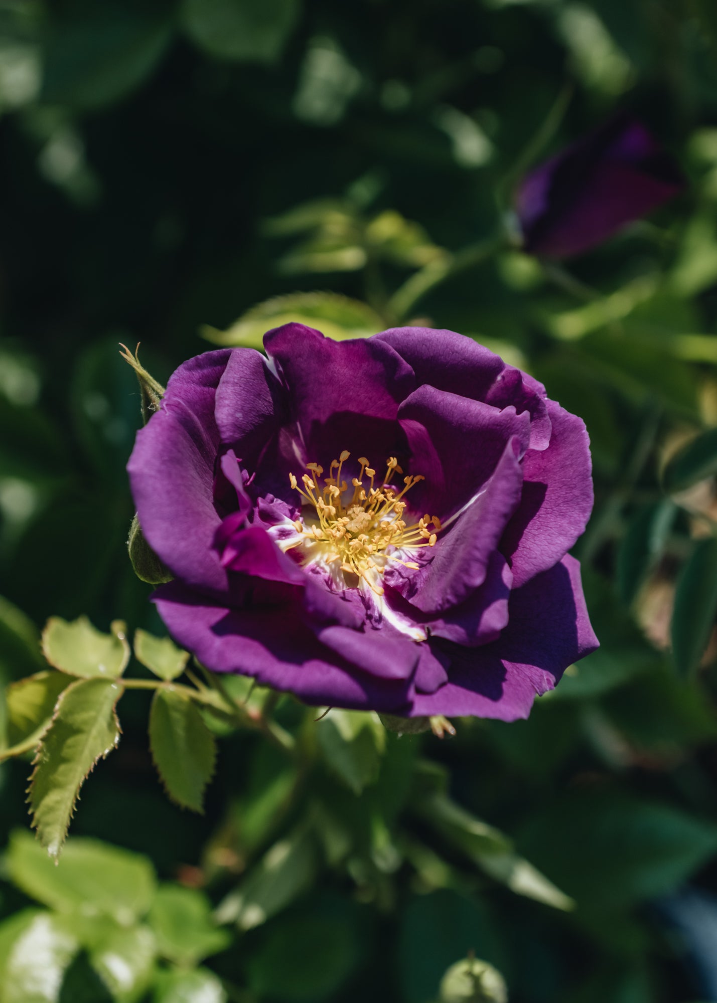 Rosa Rhapsody in Blue, 4L