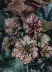 Heuchera Heuchera Dark Secret